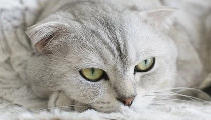 爱游戏官网-国际滑雪障碍赛中国选手跻身八强，滑雪障碍追逐国家队