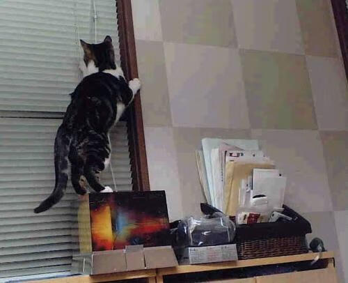 “黑哨”事件:裁判失误引发全民热议,黑哨是啥意思