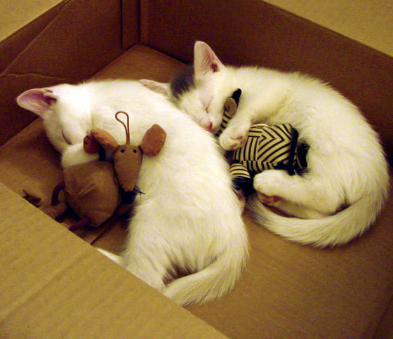 爱游戏中国官方网站平台-墨西哥男足在巴黎奥运会上表现出色，晋级四强，奥运会男足墨西哥队