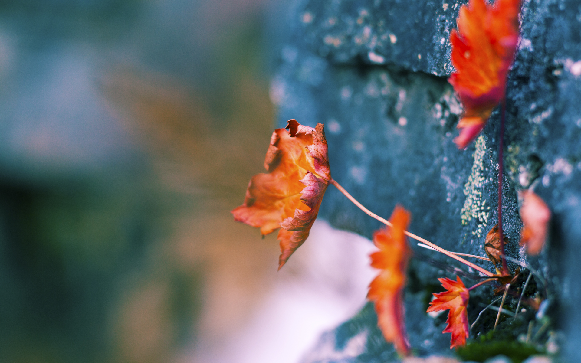 纪念特殊日子：NBA经典球员的生日趣闻，著名球星生日