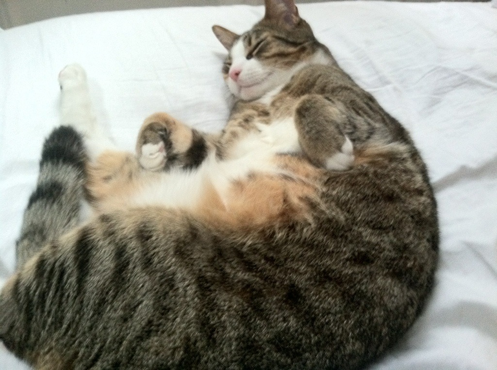 AYXSPORTSAPP-萨索洛展现球队凝聚力，稳步前行，萨索洛比赛