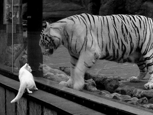 AYX SPORTS-足球主题动漫项目获青少年喜爱，足球相关动画