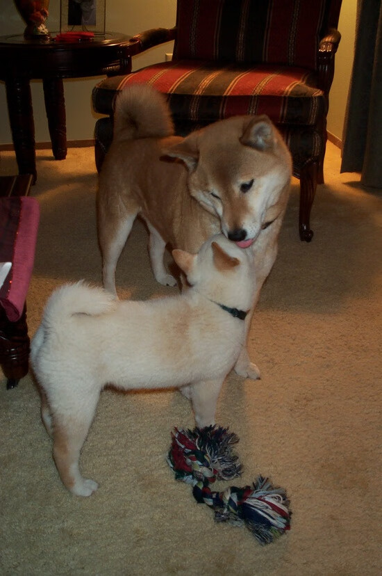 高原滑雪体验日，享受雪域的纯净快乐，高原滑雪图标