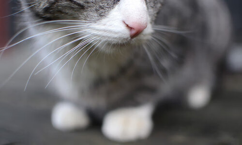 墨尔本联替补阵容深度提升，墨尔本联队vs国王