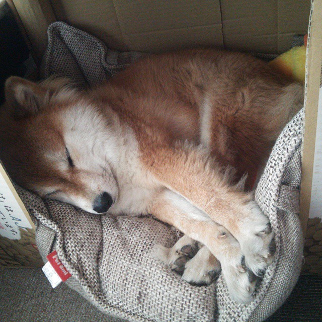 爱游戏电竞官网-意大利足球队在今日的比赛中表现出色，意大利足球队新闻