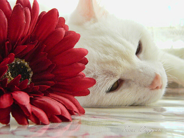 斯洛伐克国家队备战重要国际比赛，斯洛伐克国家队最近战绩