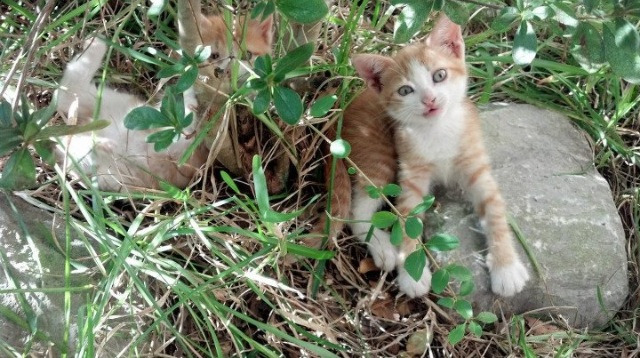 斯洛伐克客场大胜捷克，反弹迹象明显，捷克队和斯洛伐克队