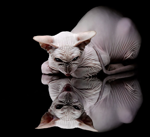 阿拉维斯客场大败瓦伦西亚,遭遇惨败,阿拉维斯对西班牙人