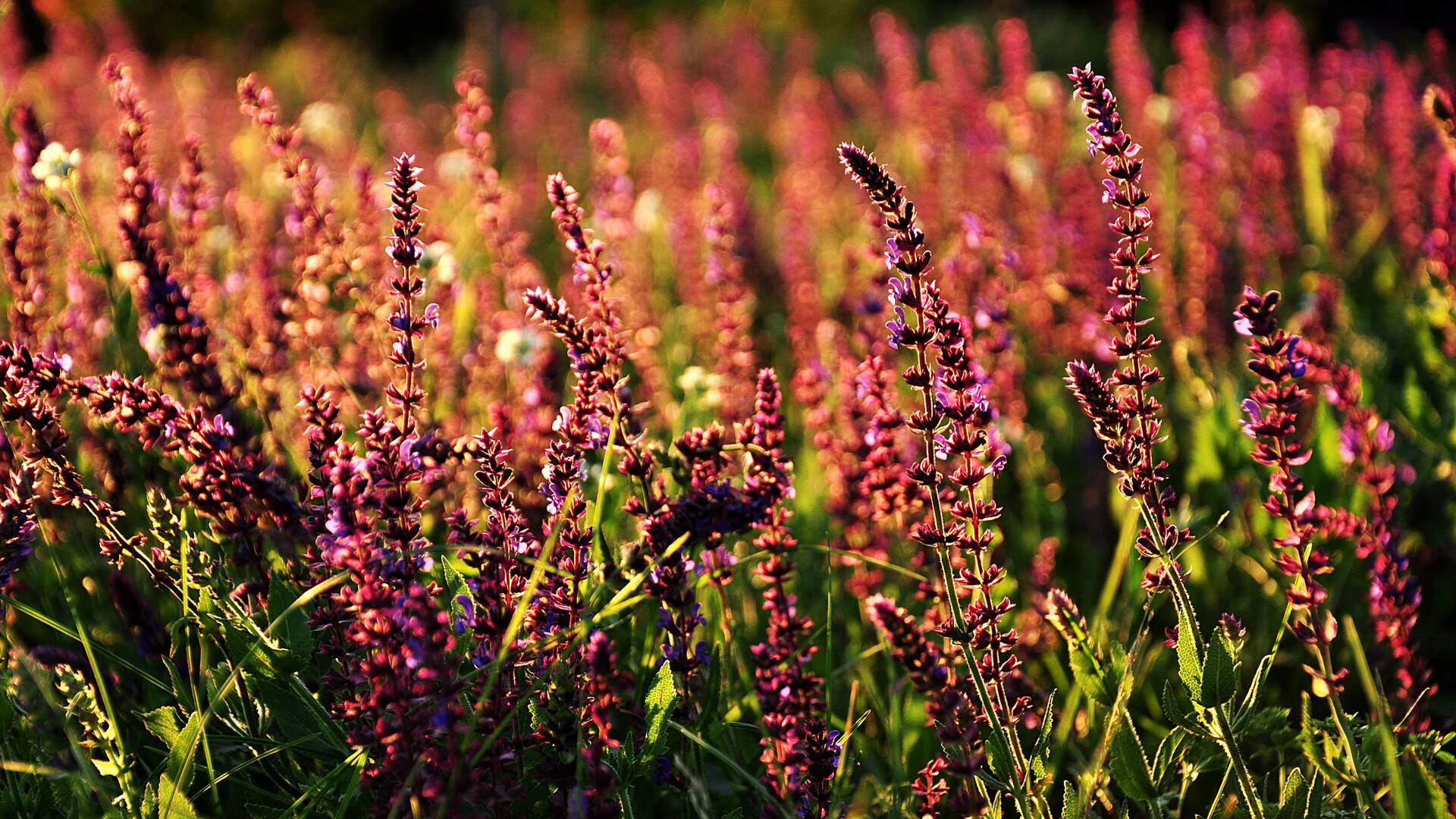 阿拉维斯球员连续进球，为球队贡献巨大，阿拉维斯转入球员