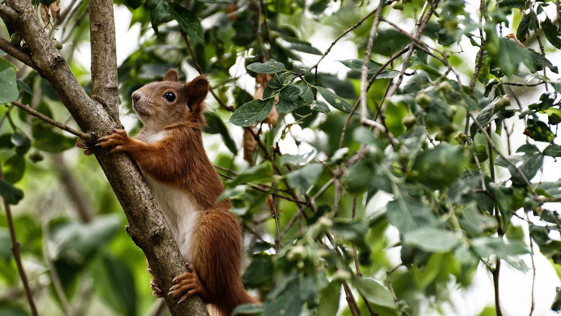 爱游戏体育官方网站-马德里竞技披荆斩棘，成功突围取得胜利，马德里竞技夺冠阵容
