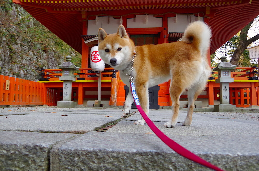 爱游戏 电竞-奥运备战目标明确全力冲刺，调整完善奥运备战方案