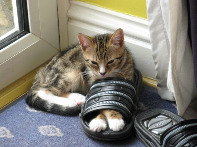 爱游戏体育-塞尔维亚男篮在欧洲锦标赛中展示强大实力，争夺最佳奖牌，塞尔维亚男篮落选赛